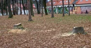 W parku wycięto kilkanaście drzew - zdjęcie 5