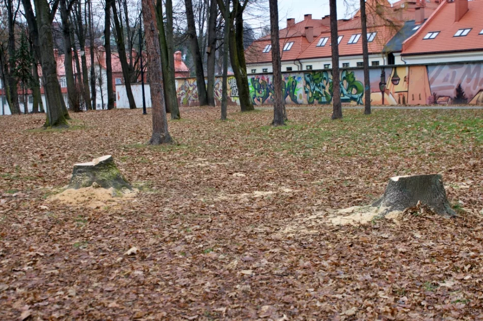W parku wycięto kilkanaście drzew - zdjęcie 5