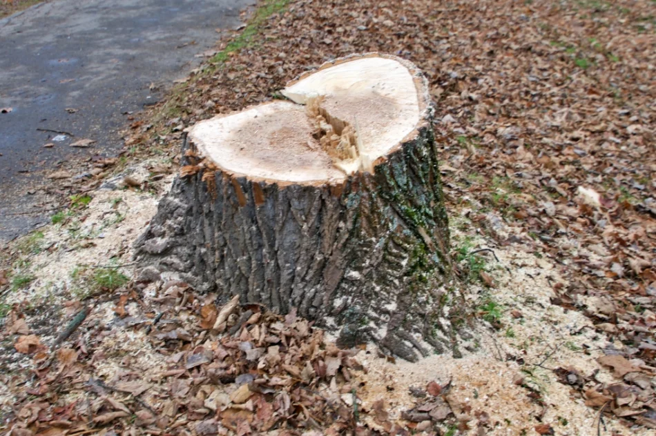 W parku wycięto kilkanaście drzew - zdjęcie 6