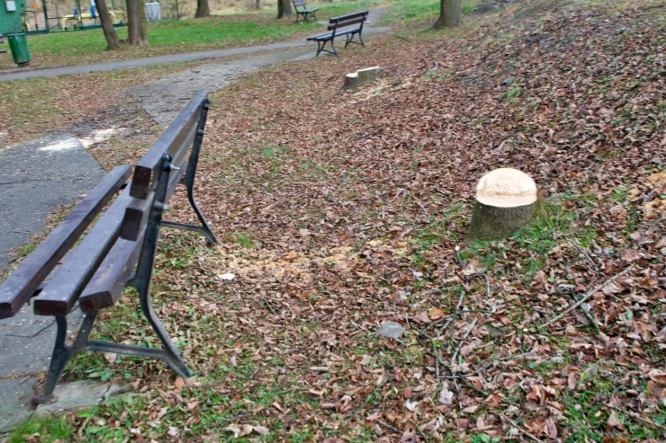 W parku wycięto kilkanaście drzew - zdjęcie 7