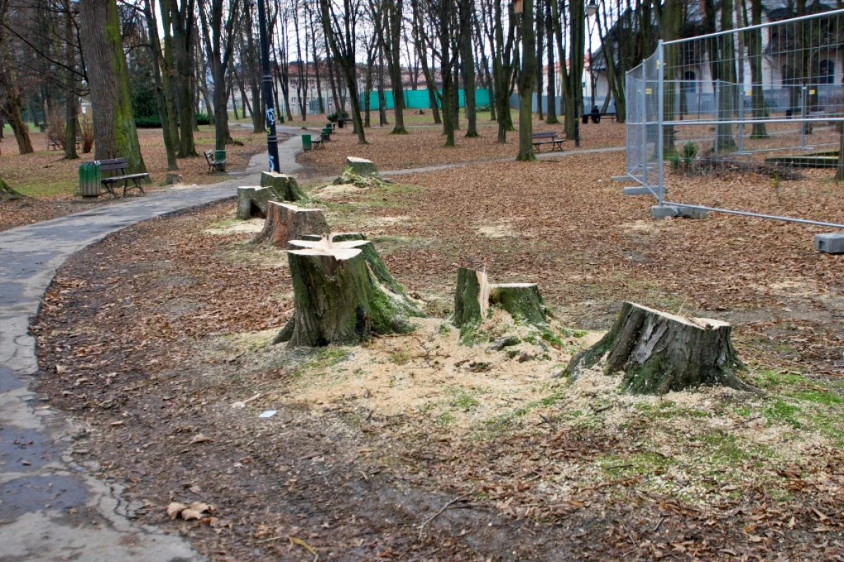 W parku wycięto kilkanaście drzew