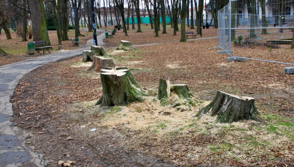 W parku wycięto kilkanaście drzew - zdjęcie 1
