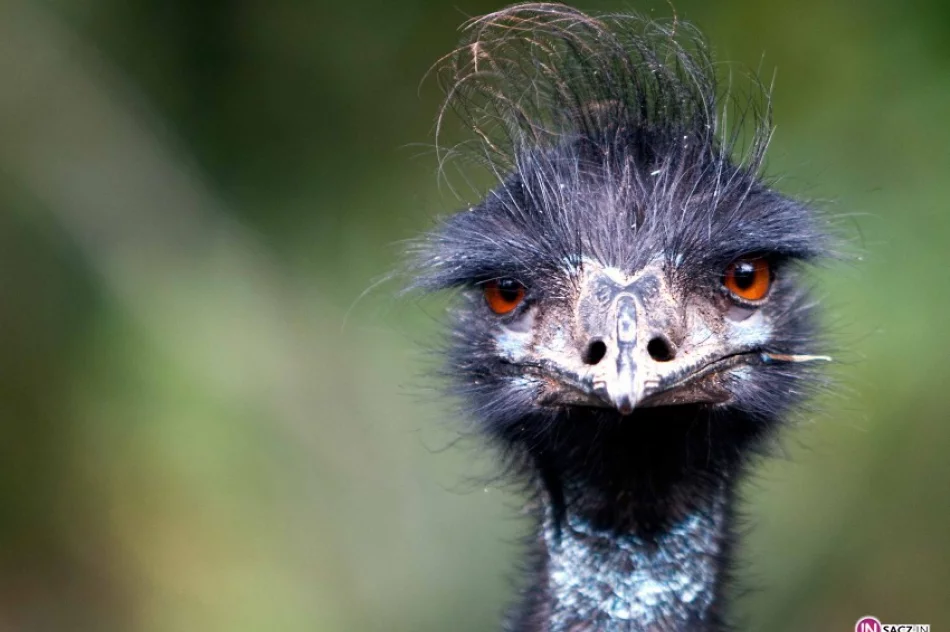 „Ptasie impresje' .Wariacje na temat ptaków - zdjęcie 2