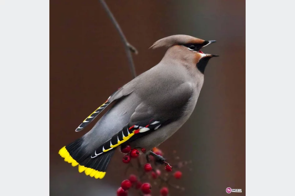 „Ptasie impresje' .Wariacje na temat ptaków - zdjęcie 3