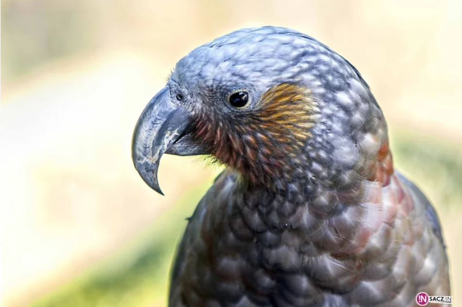 „Ptasie impresje' .Wariacje na temat ptaków - zdjęcie 4