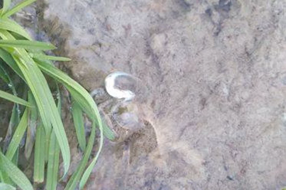 PZW zgłosił zatrucie rzeki. Przyczyną oczyszczalnia ścieków?  - zdjęcie 4