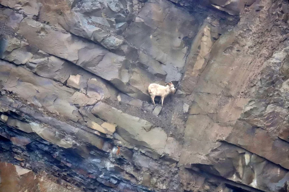 Strażacy na ratunek... kozie, która utknęła na skalnej półce - zdjęcie 2