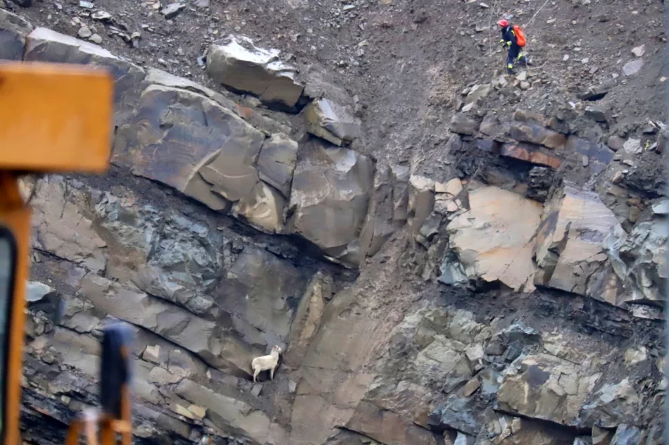 Strażacy na ratunek... kozie, która utknęła na skalnej półce - zdjęcie 3