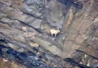 Strażacy bezpiecznie sprowadzili kozę ze skalnej półki na wysokości 30 metrów - zdjęcie główne