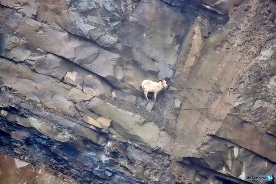 Strażacy bezpiecznie sprowadzili kozę ze skalnej półki na wysokości 30 metrów - zdjęcie 4