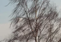 Na Sądecczyźnie szalał wiatr: brak prądu i połamane drzewa - zdjęcie główne