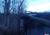 Wiatr powalił drzewa w Nawojowej - zdjęcie główne