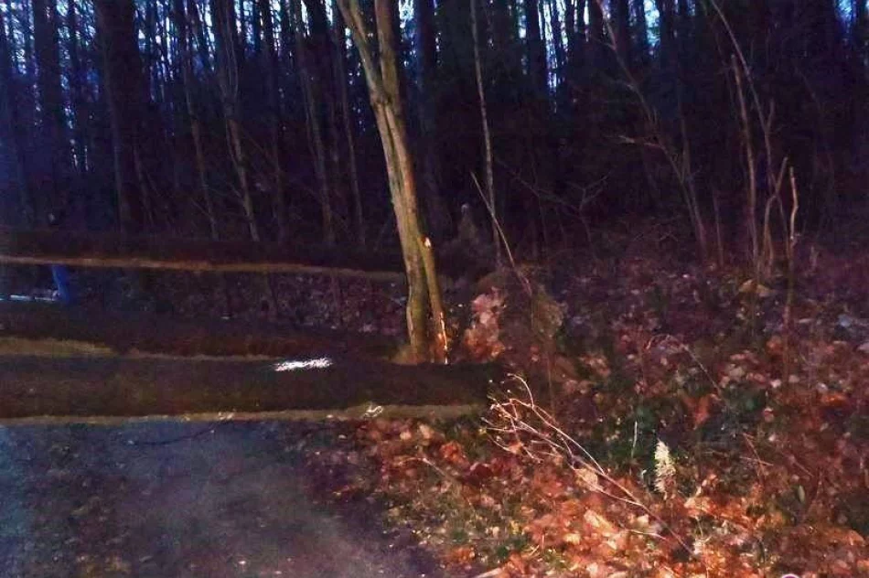 Wiatr powalił drzewa w Nawojowej - zdjęcie 2