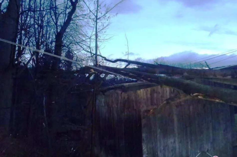 Wiatr powalił drzewa w Nawojowej - zdjęcie 3