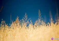 Można ubiegać się o dopłaty do materiału siewnego - zdjęcie główne