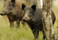 Masowy, skoordynowany odstrzał dzików - naukowcy apelują o cofnięcie decyzji - zdjęcie główne