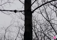 Zamiast słupów drzewa - nowy sposób prowadzenia przyłączy - zdjęcie główne