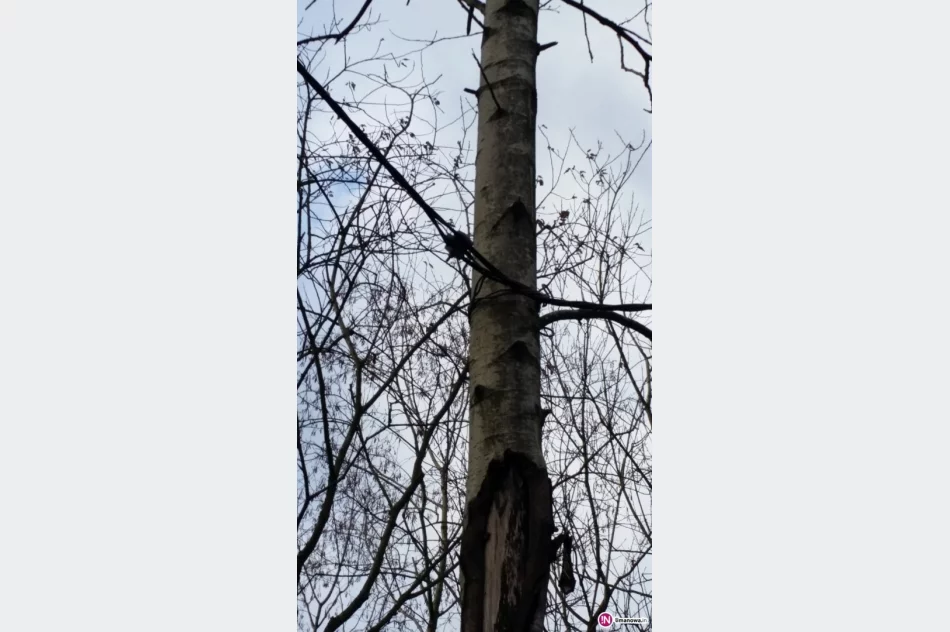 Zamiast słupów drzewa - nowy sposób prowadzenia przyłączy - zdjęcie 2