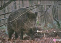 Dziki utrudniają życie rolnikom - zdjęcie główne