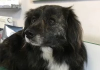 Szukamy właściciela lub opiekuna dla psa - zdjęcie główne