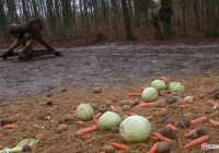 Zimowe SOS dla zwierząt - zdjęcie główne