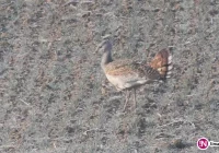 Były wiceburmistrz sprawcą ornitologicznej sensacji - zdjęcie główne