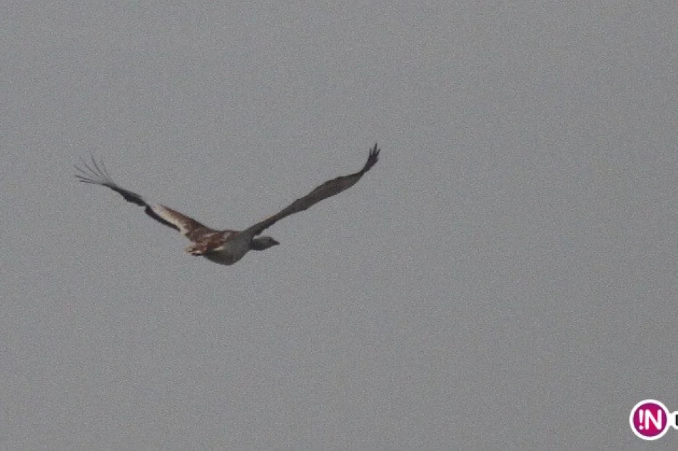 Były wiceburmistrz sprawcą ornitologicznej sensacji - zdjęcie 2