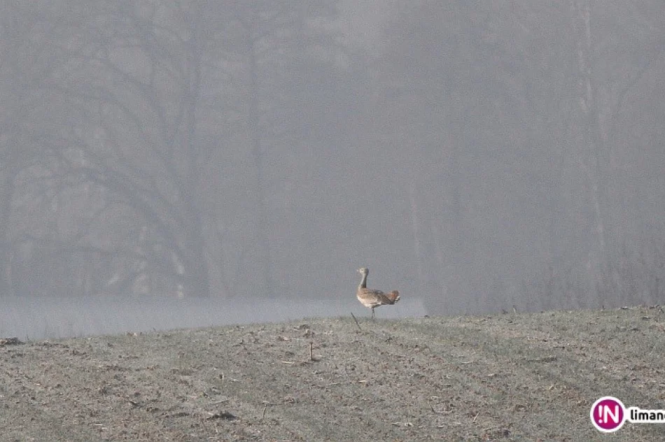 Były wiceburmistrz sprawcą ornitologicznej sensacji - zdjęcie 3