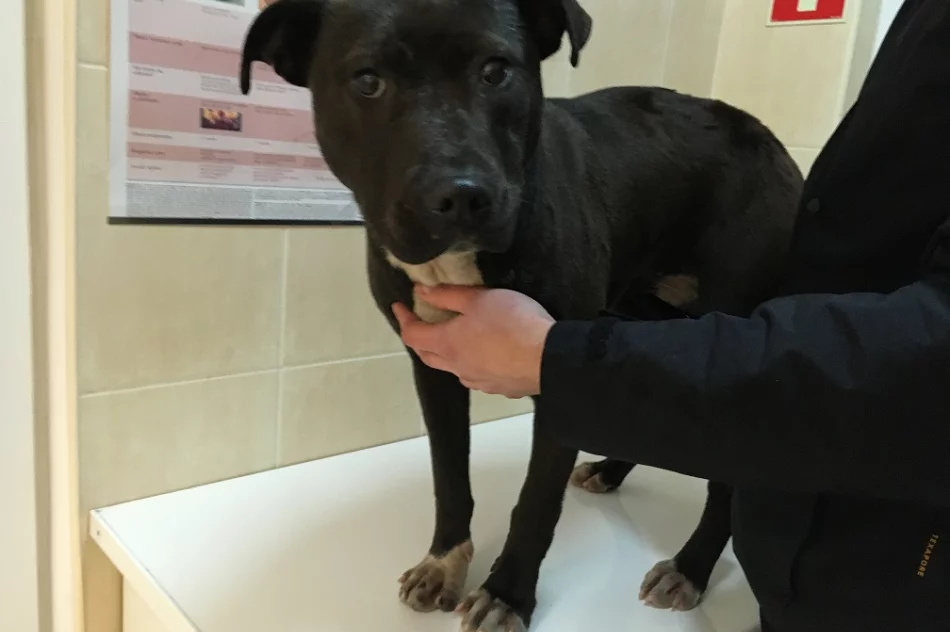 Szukamy właściciela lub opiekuna dla psa - zdjęcie 2