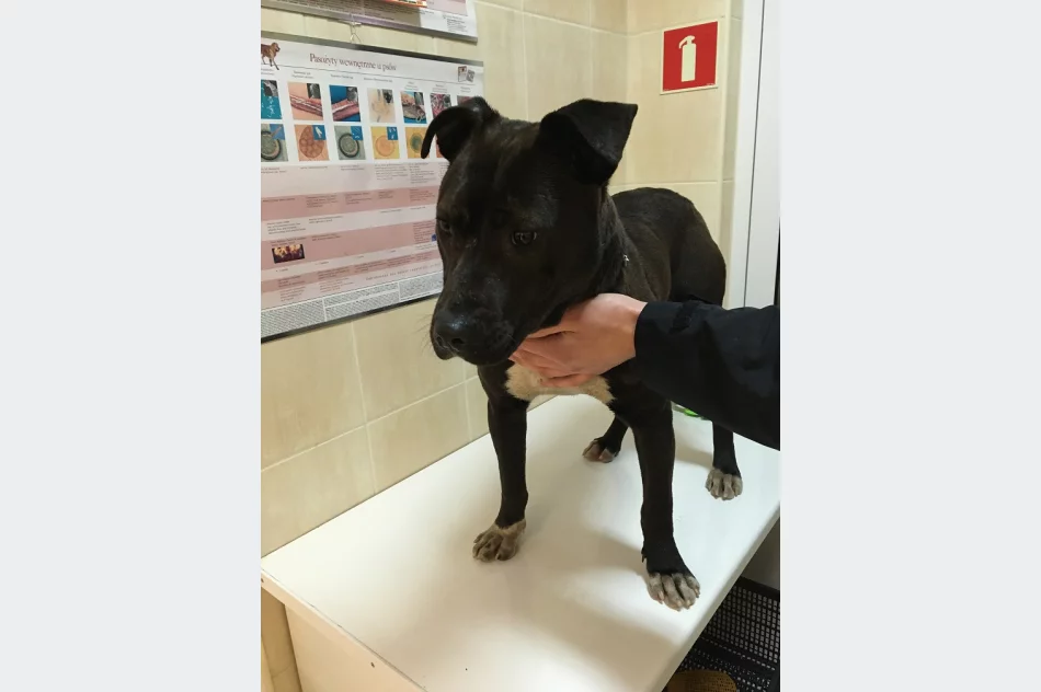 Szukamy właściciela lub opiekuna dla psa - zdjęcie 3