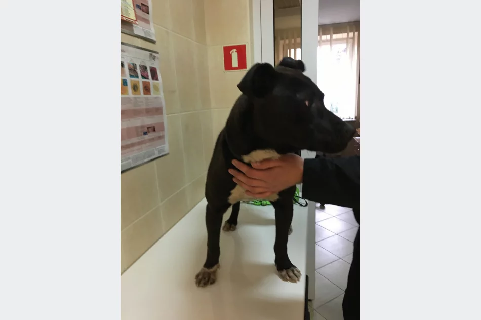 Szukamy właściciela lub opiekuna dla psa - zdjęcie 4