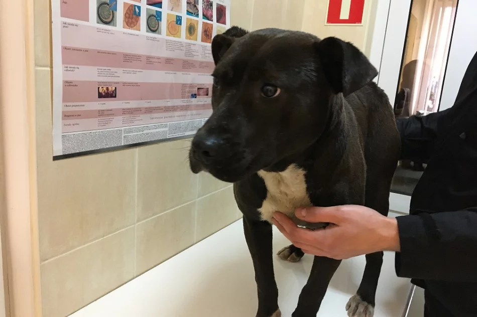 Szukamy właściciela lub opiekuna dla psa - zdjęcie 5