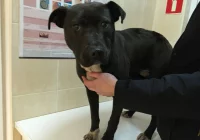 Szukamy właściciela lub opiekuna dla psa - zdjęcie główne