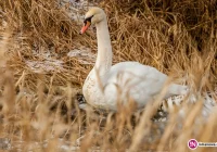 Służby wzywane na pomoc łabędziowi - proszą by nie dzwonić - zdjęcie główne