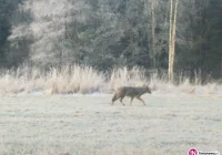 Przy drodze spotkali wilka (zdjęcia) - zdjęcie główne