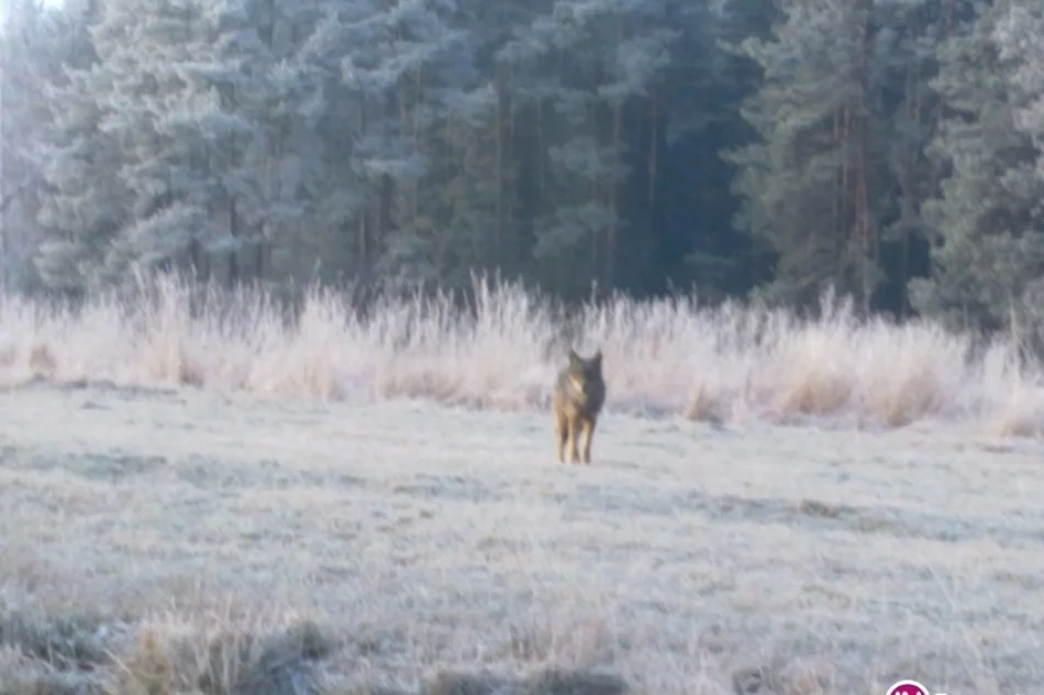 Przy drodze spotkali wilka (zdjęcia) - zdjęcie 2