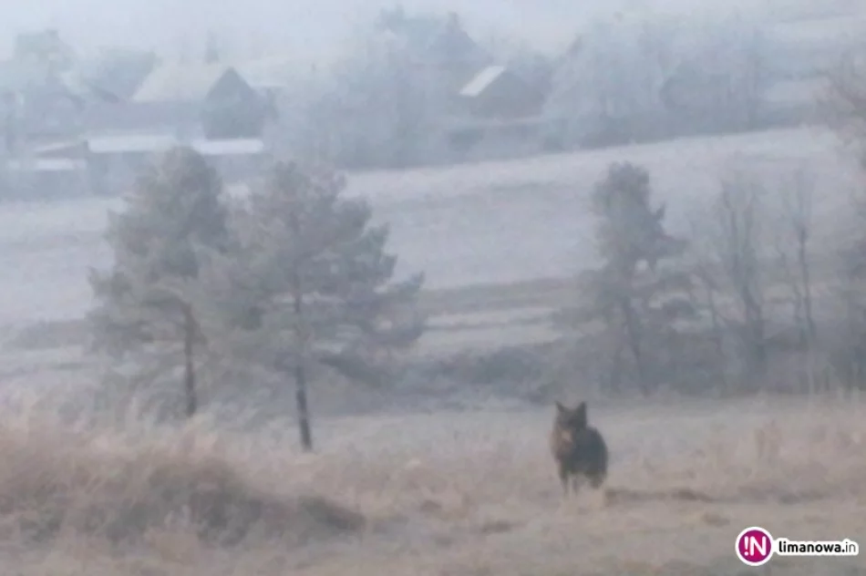 Przy drodze spotkali wilka (zdjęcia) - zdjęcie 3