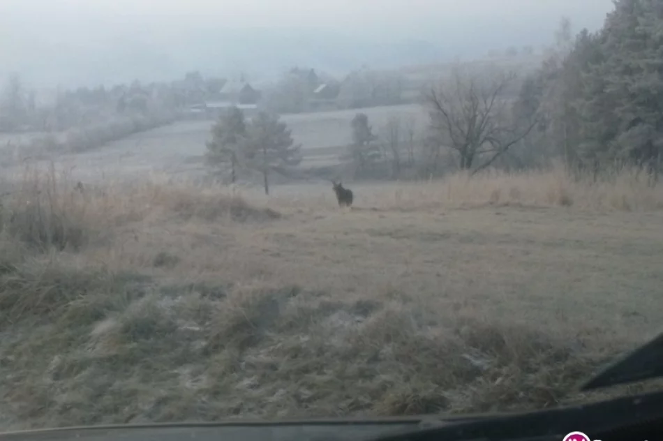 Przy drodze spotkali wilka (zdjęcia) - zdjęcie 4