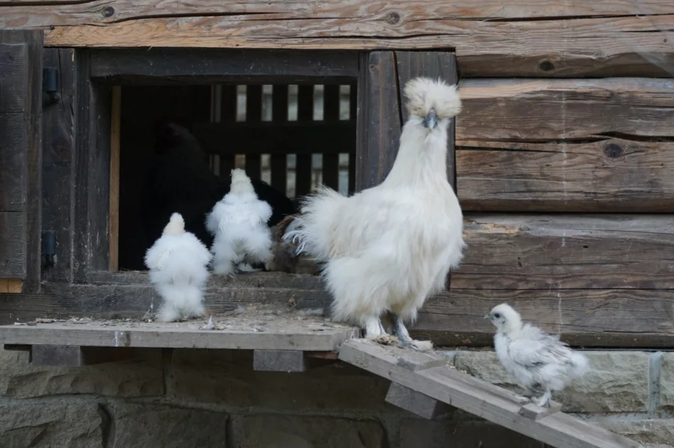 Zagroda Pod Brzeziną zaprasza - zdjęcie 17