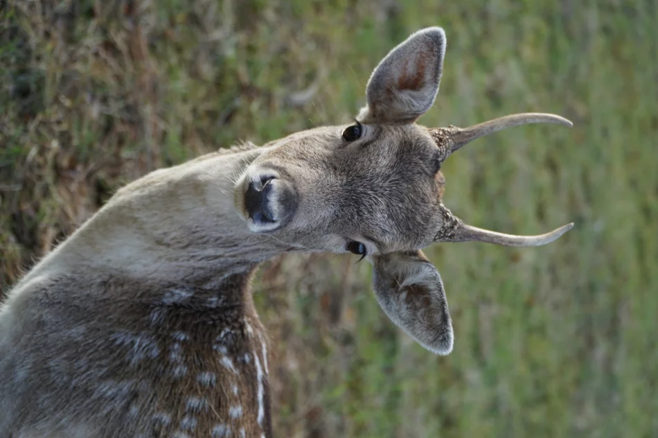 Zagroda Pod Brzeziną zaprasza - zdjęcie 18