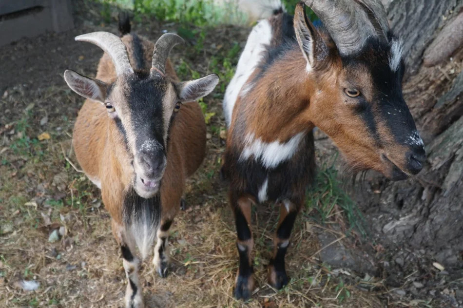 Zagroda Pod Brzeziną zaprasza - zdjęcie 19