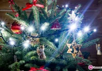 Różne Boże Narodzenie - zdjęcie główne