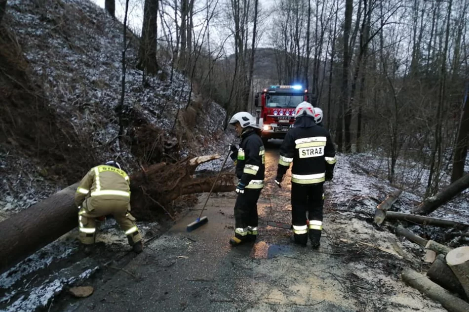 Powalone drzewa, uszkodzone dachy. Blisko 40 interwencji straży związanych z silnym wiatrem - zdjęcie 2