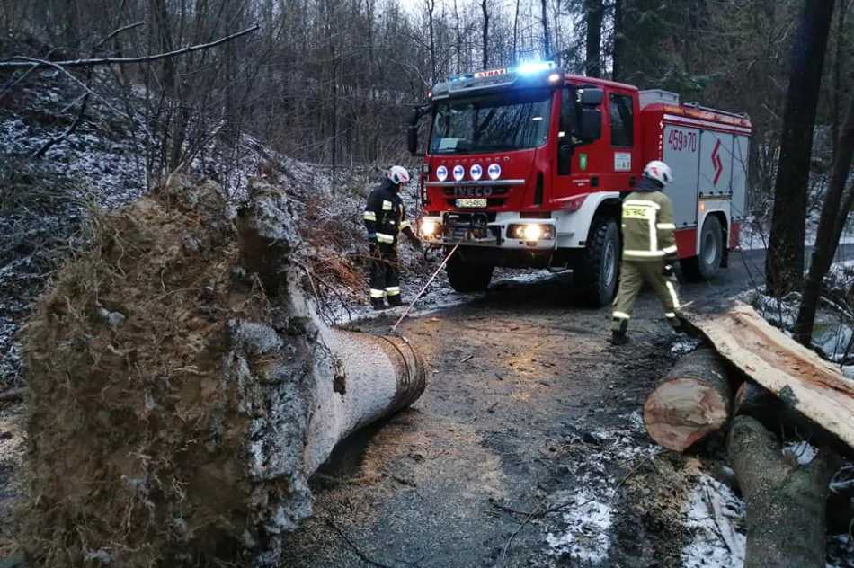 Powalone drzewa, uszkodzone dachy. Blisko 40 interwencji straży związanych z silnym wiatrem - zdjęcie 3