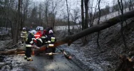 Powalone drzewa, uszkodzone dachy. Blisko 40 interwencji straży związanych z silnym wiatrem - zdjęcie 4