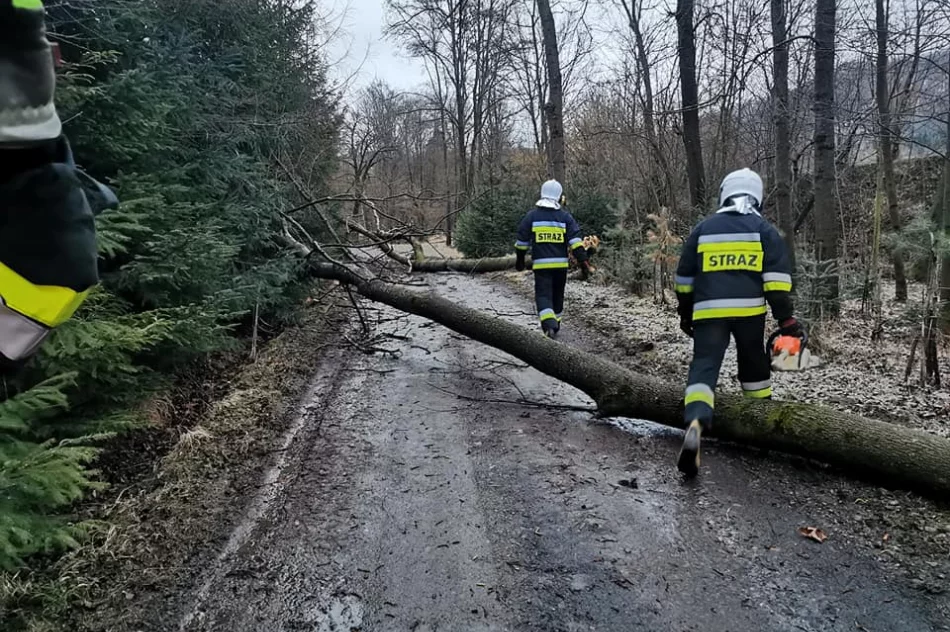 Powalone drzewa, uszkodzone dachy. Blisko 40 interwencji straży związanych z silnym wiatrem - zdjęcie 5