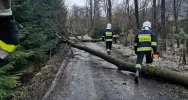 Powalone drzewa, uszkodzone dachy. Blisko 40 interwencji straży związanych z silnym wiatrem - zdjęcie 5