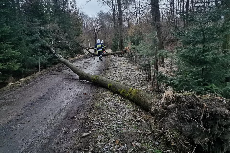 Powalone drzewa, uszkodzone dachy. Blisko 40 interwencji straży związanych z silnym wiatrem - zdjęcie 6