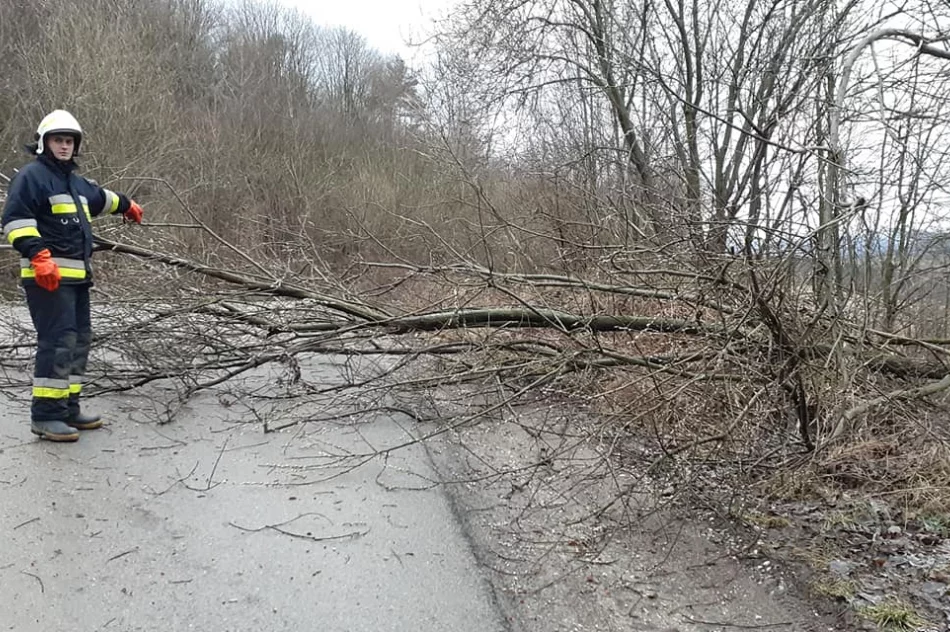 Powalone drzewa, uszkodzone dachy. Blisko 40 interwencji straży związanych z silnym wiatrem - zdjęcie 8