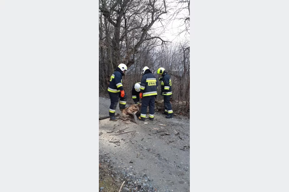 Powalone drzewa, uszkodzone dachy. Blisko 40 interwencji straży związanych z silnym wiatrem - zdjęcie 10